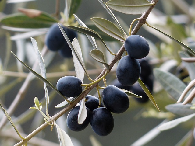 Black olives hanging on the branch.